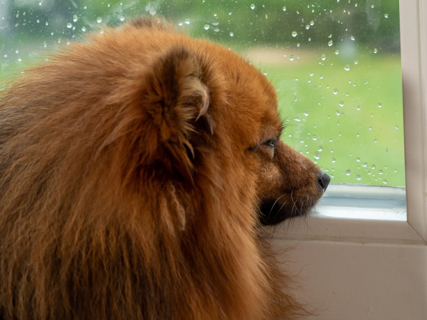 狗在雨天望着窗外。图片下载