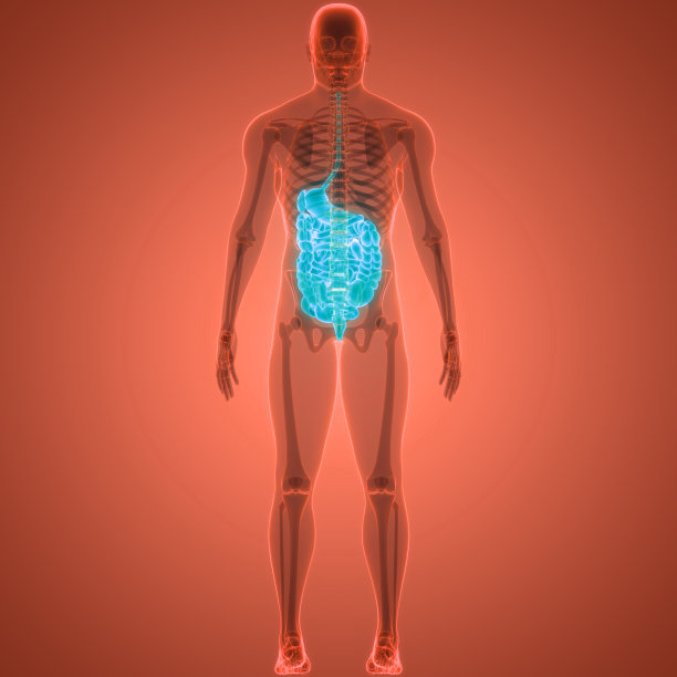 人体消化系统解剖图片下载