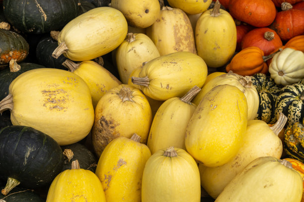 万圣节的概念。在农场收获南瓜图片下载