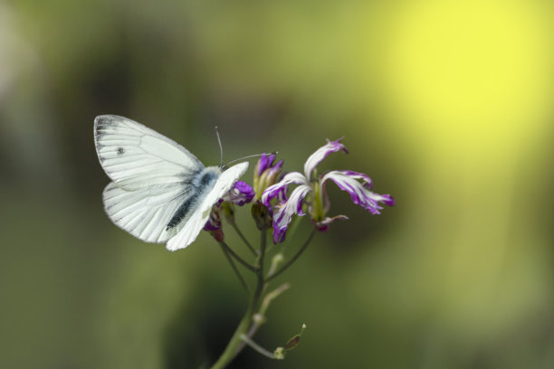 一只绿脉白蝴蝶从一朵紫色的花上采花蜜 孤立于紫色花上的蝴蝶。地区napi。图片下载