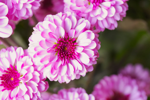 粉红色菊花特写微距背景纹理照片与复制空间。花卉设计模板与紫色花头芽。周年纪念，生日贺卡。花店。花store.Garden。图片下载