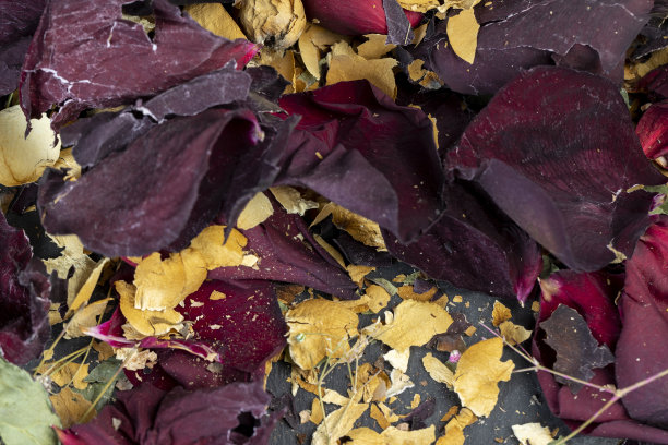 一朵干枯的玫瑰，上面有干花瓣上的碎屑图片下载