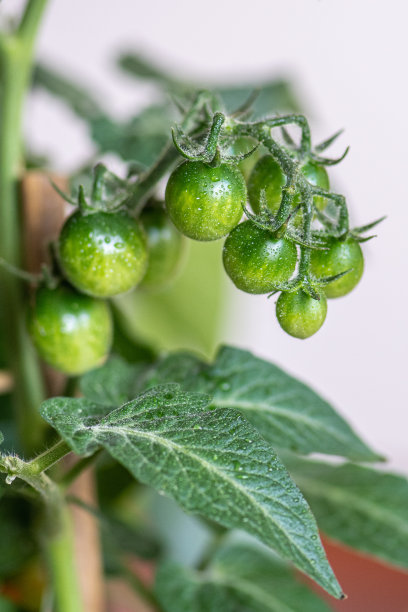 新鲜的生物未成熟的挂绿色圣女果串图片下载