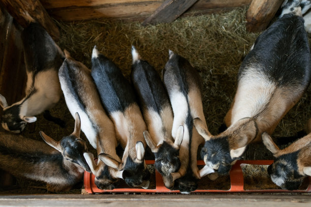 没有角的山羊。山羊看着镜头，吃干草图片下载