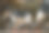 没有角的山羊。山羊看着镜头，吃干草图片下载