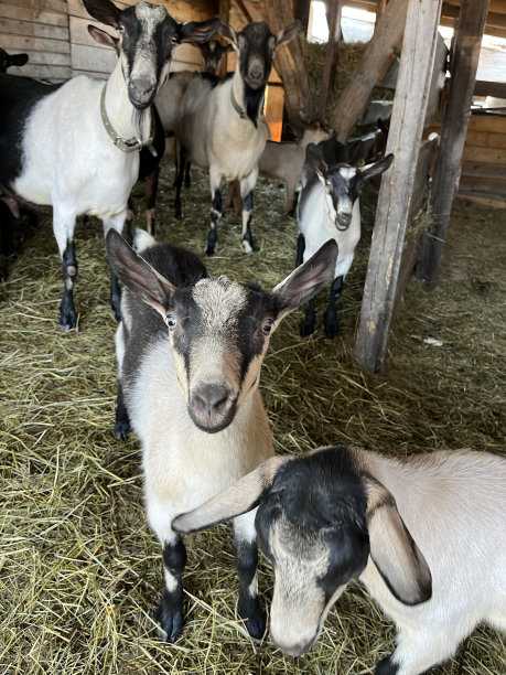 没有角的山羊。山羊看着镜头，吃干草图片下载