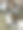 没有角的山羊。山羊看着镜头，吃干草图片下载