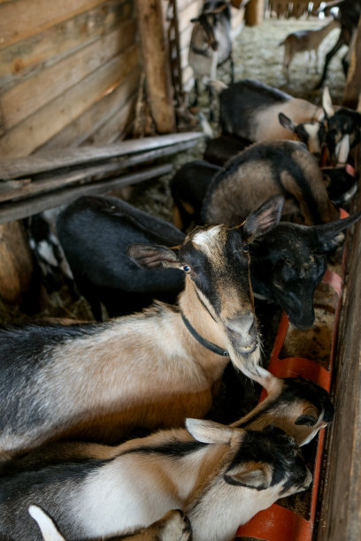 没有角的山羊。山羊看着镜头，吃干草图片下载