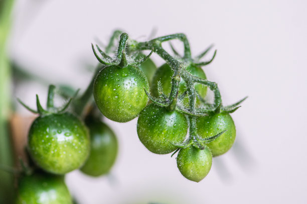 新鲜的生物未成熟的挂绿色圣女果串图片下载