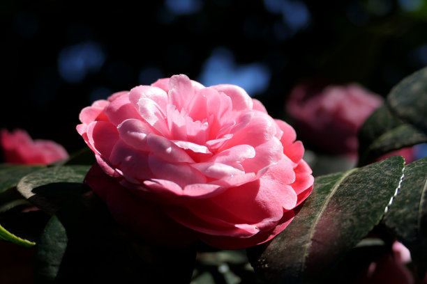 红茶花特写图片下载