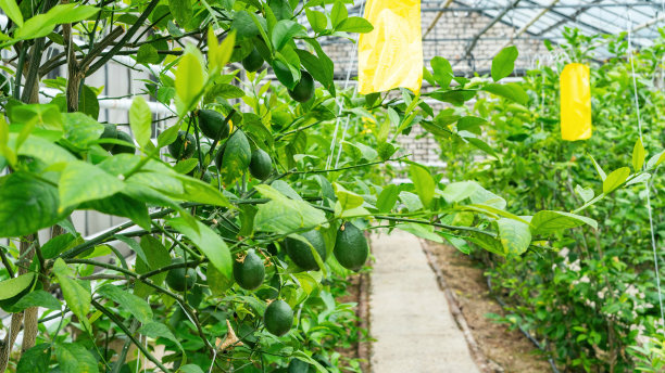 柠檬挂在树枝上(特写)在室内苗圃种植柑橘类植物。在气候寒冷的温室里种植柠檬。图片下载