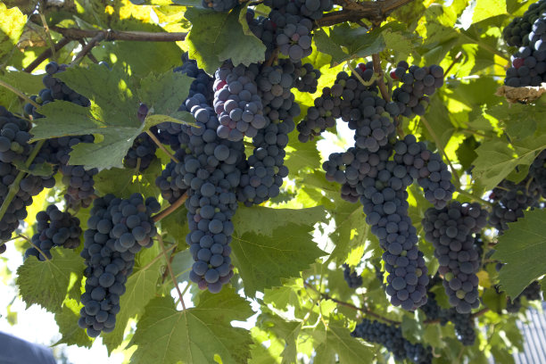 成熟多汁的紫色葡萄挂在树枝上，背景阳光明媚图片下载