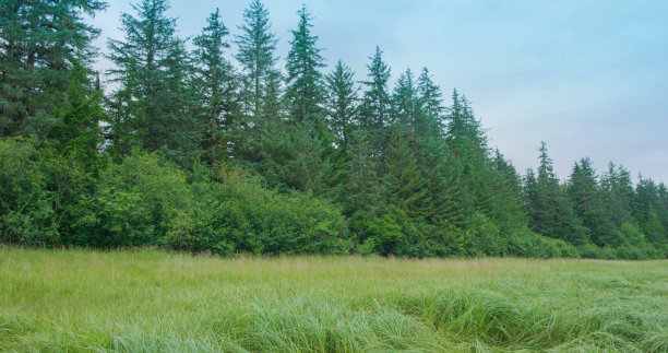 河边有一片绿草，草细长而密。图片下载