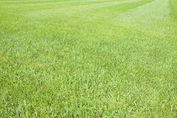 沙质土壤中人工和人工修剪的绿色草坪的工业化生产图片下载