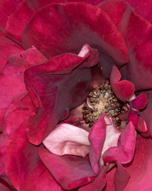 天然的红玫瑰背景。紫红色玫瑰的微距照片图片下载