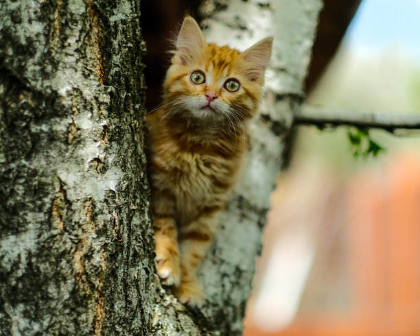 小红猫坐在树干上图片下载