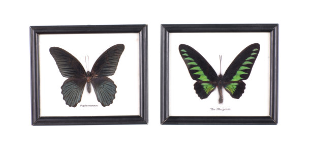 收集蝴蝶在一个框架孤立的白色背景图片下载