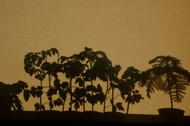 窗外栽培植物的投影。纺织品窗帘上有番茄和辣椒的影子，植物。一个孩子正在用他的手玩恐龙，热带织物图片下载