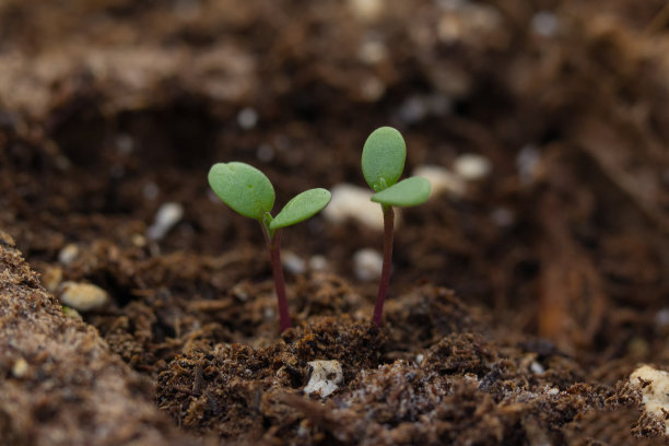 温室里的托盘里长着小小的有机芽。图片下载