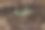 温室里的托盘里长着小小的有机芽。图片下载