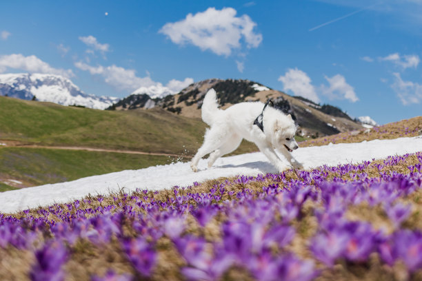 照片中的紫藏红花和萨摩耶狗在春天的雪地上玩得很开心，在一个阳光明媚的日子里，在斯洛文尼亚的Velika planina图片下载