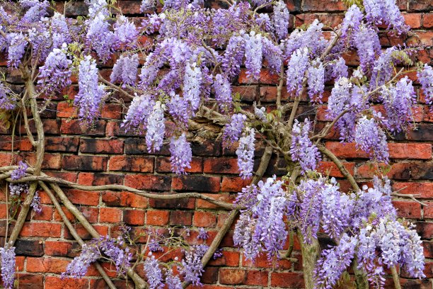 砖墙上的紫紫藤美人图片下载