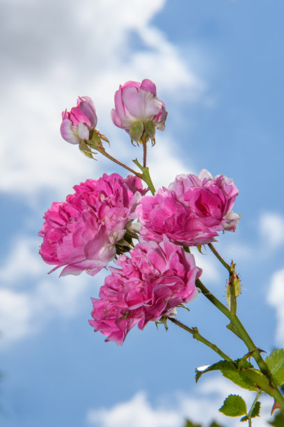 法国玫瑰的粉色花朵映衬着乌云密布的天空图片下载