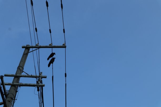 一对乌鸦图片下载