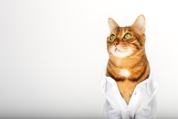 一只可爱的猫的肖像，在白色的背景上穿着白色的衬衫。图片下载