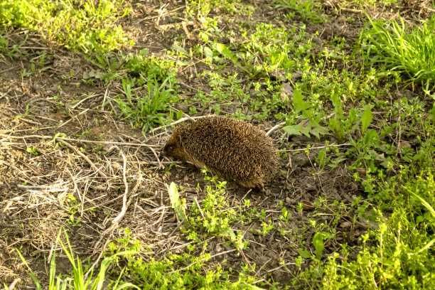 特写自然界的厄里西乌斯。狂野的爱里修斯。早春时节，一只美丽的大鹰。图片下载