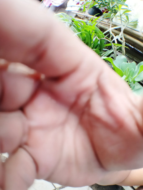 成年男性手掌的纹理图片下载