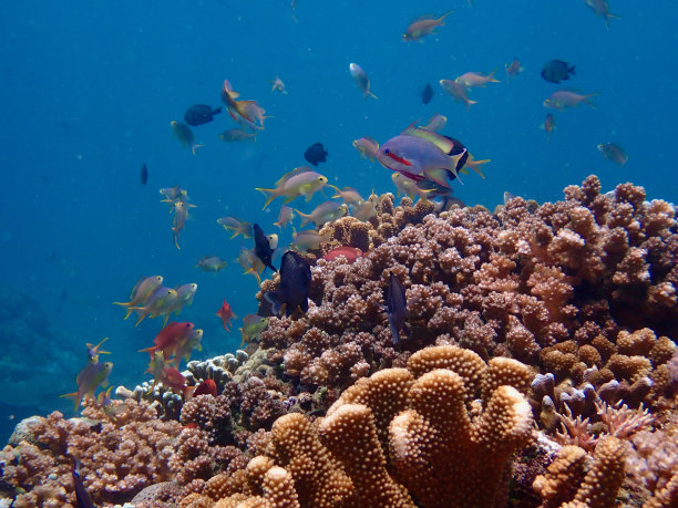 水下景观。图片下载