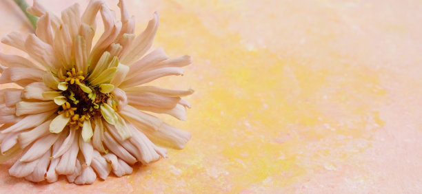 百日菊花在柔和的背景上绽放图片下载