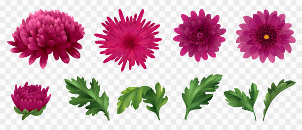 实景菊花套装图片下载