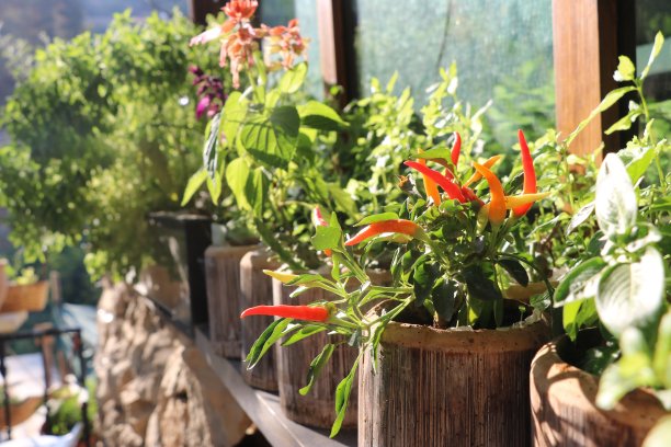 窗前的一排盆栽图片下载