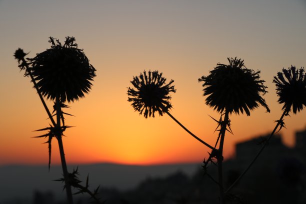 夕阳下的野花图片下载