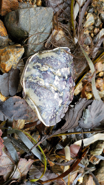 沙滩上的蟹壳图片下载