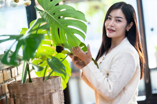 微笑幸福肖像美丽年轻的亚洲妇女穿着温暖的绿色怪物的衣服，在客厅或咖啡馆的盆栽树上留下怪物树图片下载