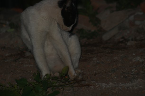 一只乡村猫在晚上休息图片下载