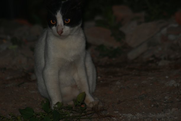 一只乡村猫在晚上休息图片下载