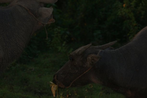 水牛正在绿色的花园周围吃草图片下载