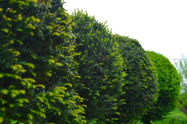 观赏花园的春天图片下载