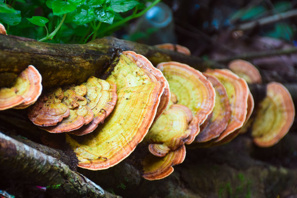 树干上的蘑菇特写图片下载