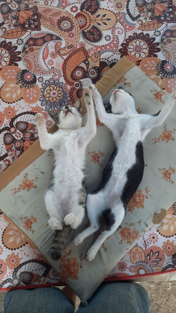 睡觉的猫哥哥图片下载