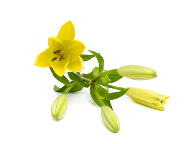 白色背景上五颜六色的百合花图片下载