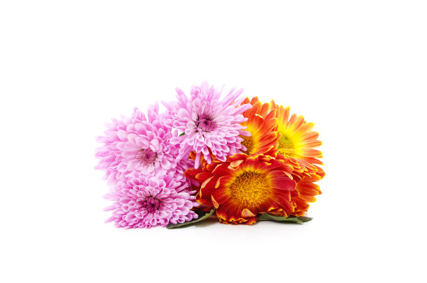一束美丽的菊花。图片下载