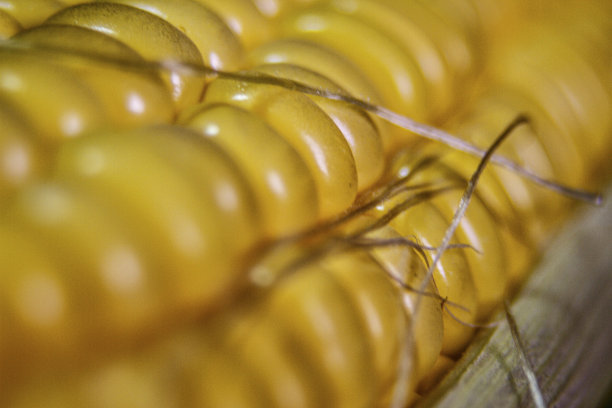 新鲜的黄玉米棒图片下载