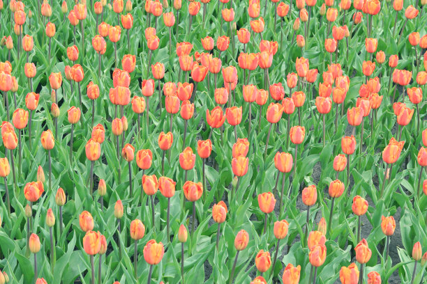 春天的背景与明亮的郁金香花图片下载