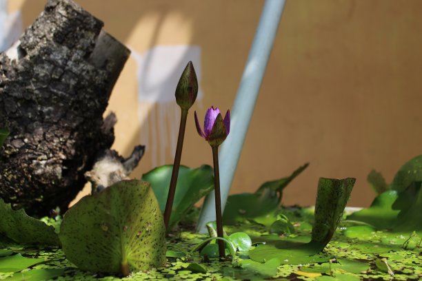 美丽的蓝色睡莲花图片下载