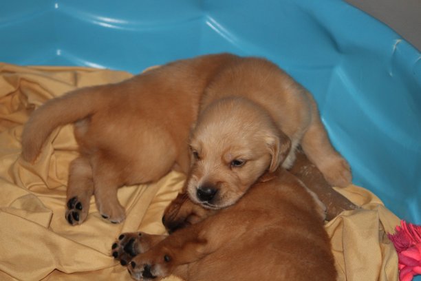 金毛猎犬幼犬图片下载